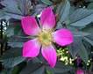 glauca
