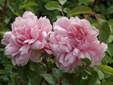 albertine