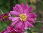 anemonerubraplena