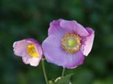 anemonerosenschale