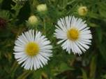 asterautumnsnow