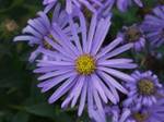 asterfrikartiimonch