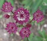 astrantiarubywedding