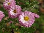 dendranthemaanjasbouquet