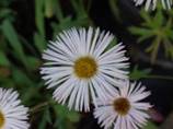 erigeronsommerneuschnee