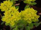 euphorbiapolychroma