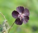 geraniummourningwidow