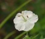 geraniumphaeumalbum