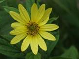 helianthuslemonqueen