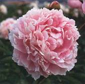 sarahbernhardt