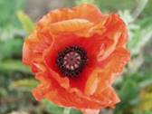 papaverfatima
