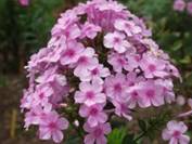phloxartensia