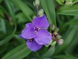tradescantia