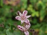 tricyrtis