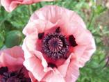 papaver orientale 'Catharina'low