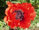 papaver orientale 'Beauty of Livermere'1low