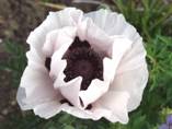 papaver orientale 'Perry's White'low